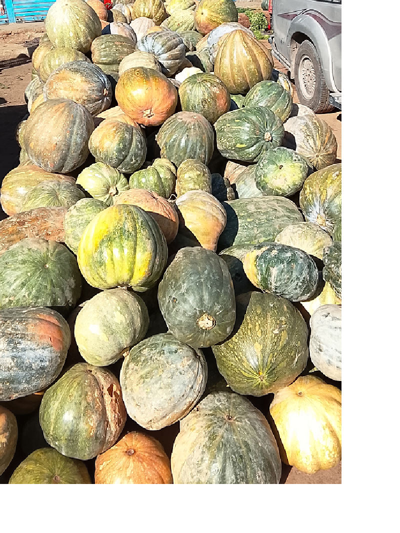 Courge
